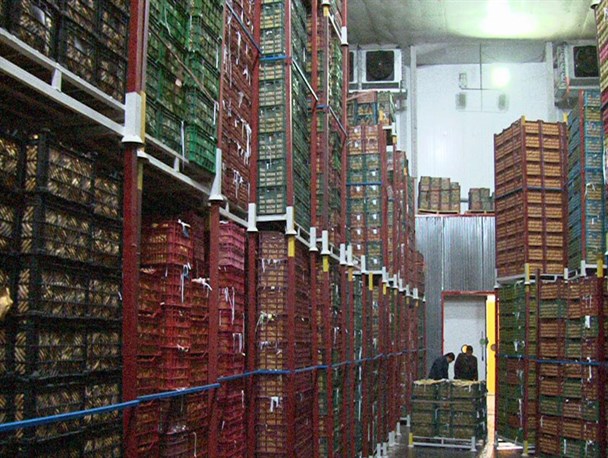 تعهد پیمان‌سپاری ارزی مانع صادرات میوه‌های تابستانی/ خطر فساد محصولات دپو شده در سردخانه‌ها