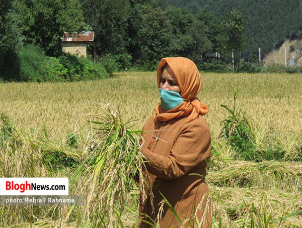 برداشت برنج از شالیزارهای سوادکوه