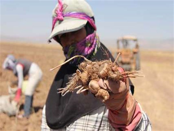 بررسی معضلات طلای سرخ+ گزارش تصویری کاشت پیاز زعفران در تربت حیدریه