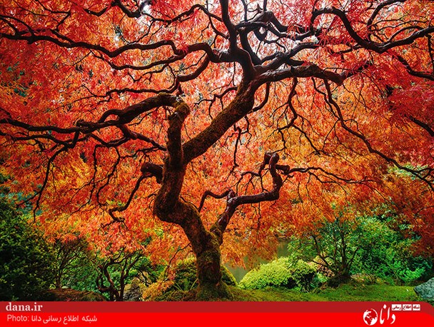 گزارش تصویری/ خزان و بهار در یک قاب