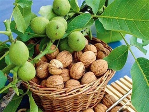آغاز برداشت گردو از باغات گیوی/سالانه ۳۰۰ تن گردو در کوثر تولید می شود