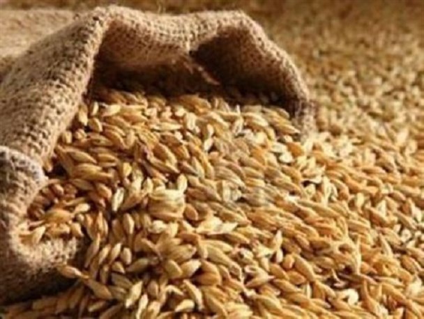 تولید ۱۲ هزار و ۷۳۷ تن بذر برای مصرف کشاورزان در زنجان