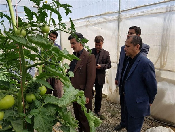 "برگچه" به عنوان روستای نمونه در تولید محصولات گلخانه ای استان معرفی شود