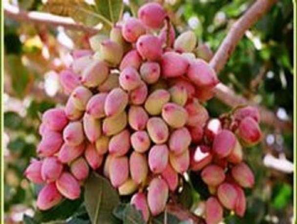 برداشت پسته از مزارع بادرود آغاز شد