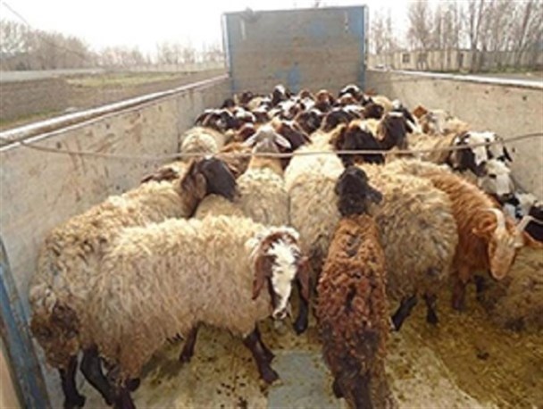 کشف ۲۱۵ راس دام قاچاق در جنوب کرمان