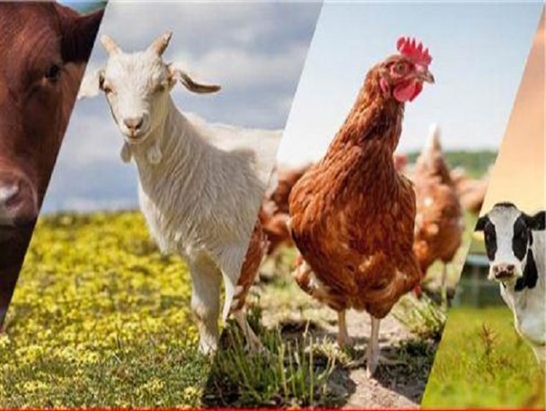 طیور صنعتی هورمونی نیستند / لزوم همکاری همه دستگاه‌ها برای مقابله با کشتار غیرمجاز