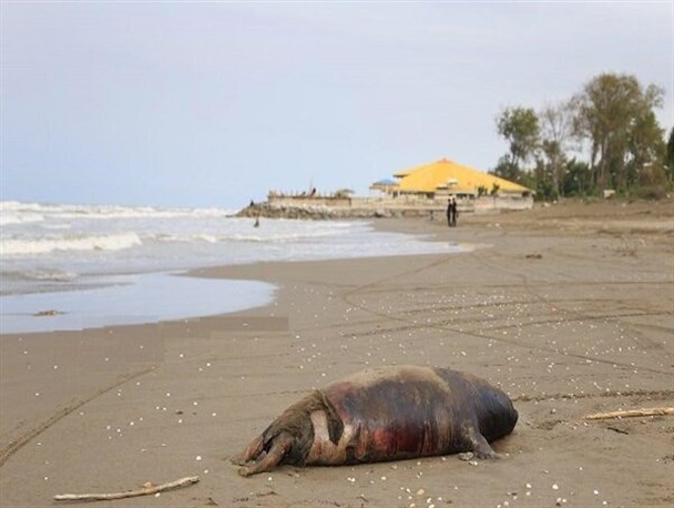 تنها یادگار «تتیس» در چند قدمی انقراض/ افزایش چهار برابری تلفات فُک‌ خزری در سواحل شمال کشور