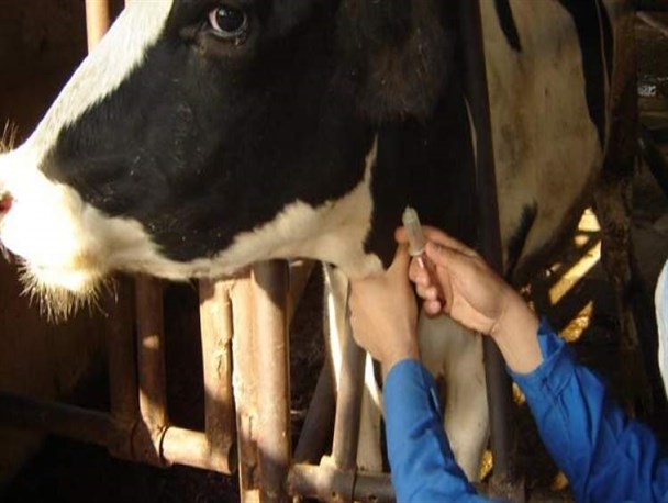 اشتراک ۴۹ درصد از بیماری‌های جهان بین انسان و دام