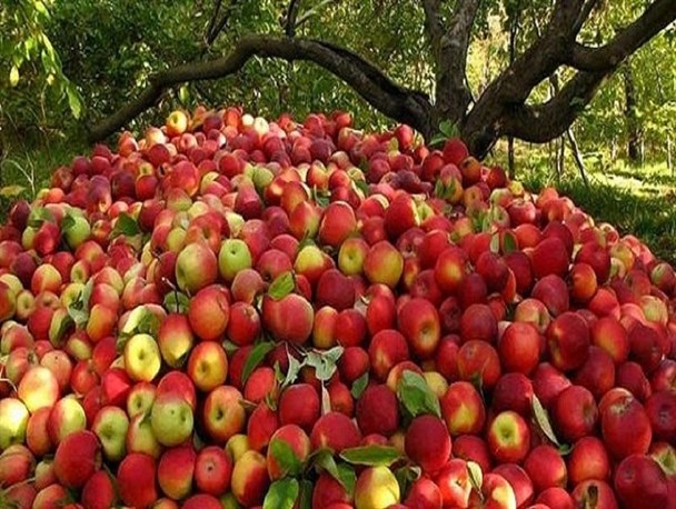 تعیین ۳ مرکز برای خرید تضمینی سیب صنعتی از باغداران میاندوآب