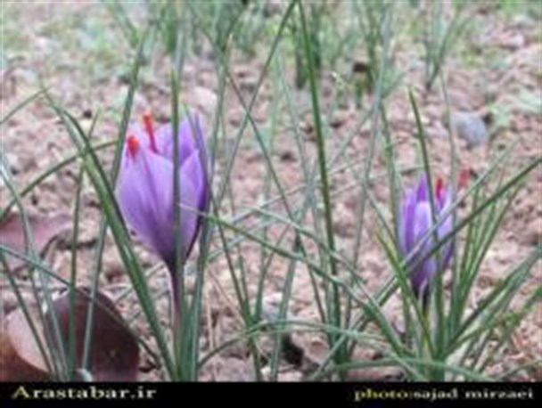 کشت زعفران برای نخستین بار در اصلاندوز + تصاویر