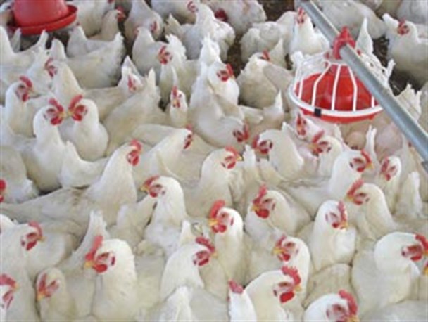 آغاز خرید تضمینی مرغ گوشتی مازاد تولیدی در همدان