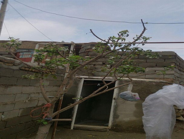 شکوفه دادن درختی در تویسرکان جلوه ای از بهار در پاییز