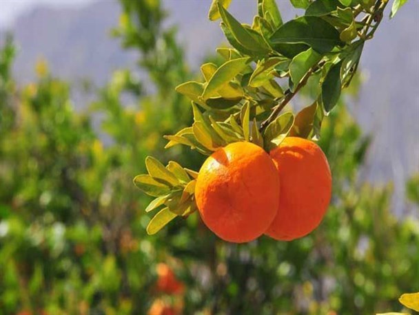 آغاز برداشت نارنگی از باغات گلستان/ رشد 20 درصدی تولید مرکبات در گلستان