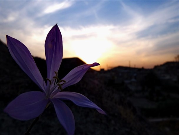 رؤیای“گل بی منت بارون”درگچساران+تصاویر