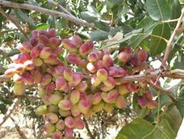 برداشت بیش از یک تن محصول از هر هکتار مزارع پسته در خاتم