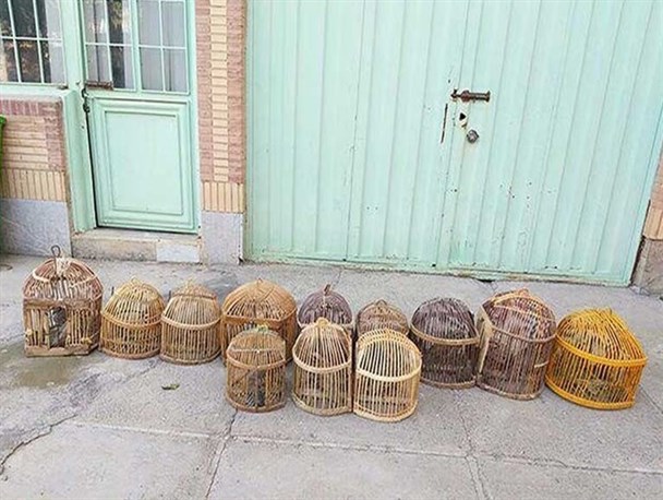 کشف 200قطعه کبک قاچاق از داخل اتوبوس مسافربری