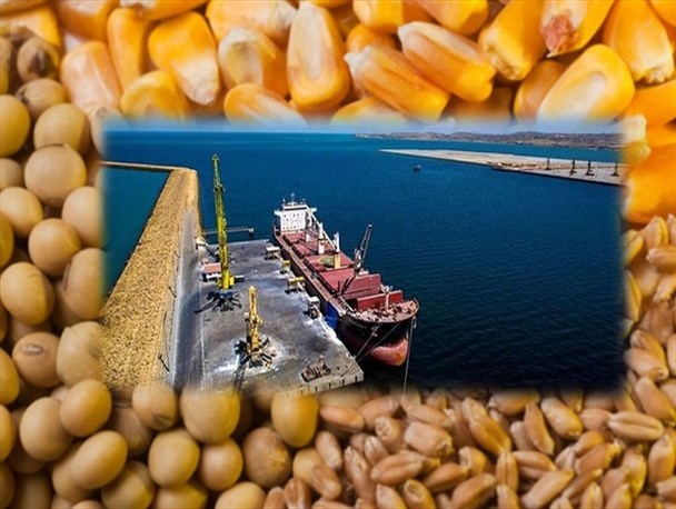 ۵۰۰۰ تن ذرت دامی آلوده به «آفلاتوکسین» در گمرکات مازندران/ تعیین تکلیف ترخیص نهاده‌ها روی میز دستگاه قضا