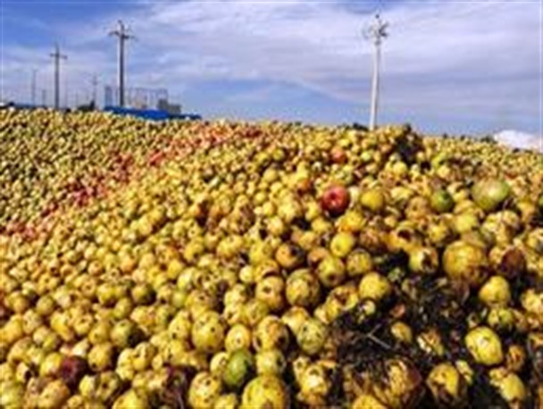 سودجویی صنایع تبدیلی آذربایجان غربی از قهر طبیعت با کشاورزان