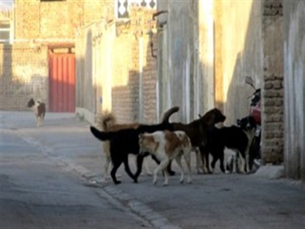 سگ های ولگرد معضل شهر گلوگاه