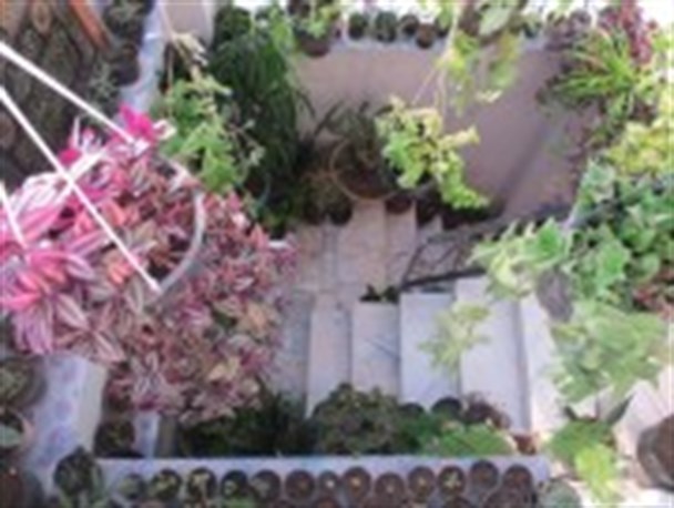 بانوی گلستانی که برای رفتن به منزلش از گلستان عبور می کند