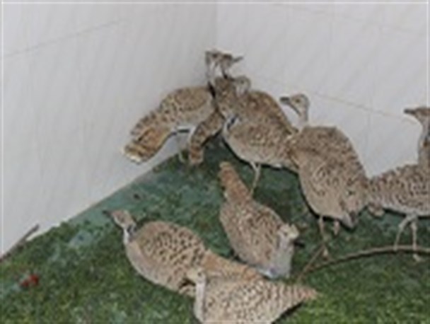 کشف ۱۱ قطعه هوبره در منوجان