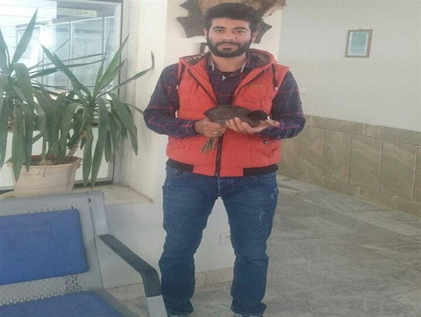 پرلای سرگردان در پناه دوستداران طبیعت