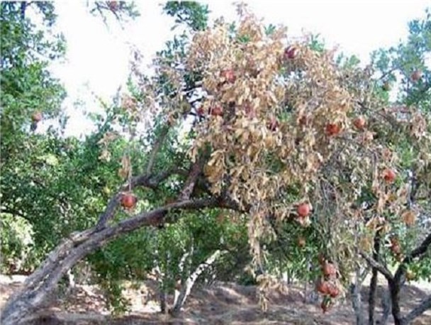 ۵۰ درصد از انارستان های بخش امامزاده دچار یخ زدگی شد
