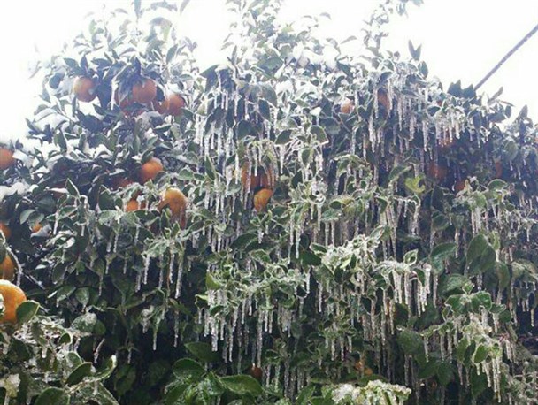 سرما و یخبندان مشکلات جدی را به باغداران گلستانی وارد کرده است