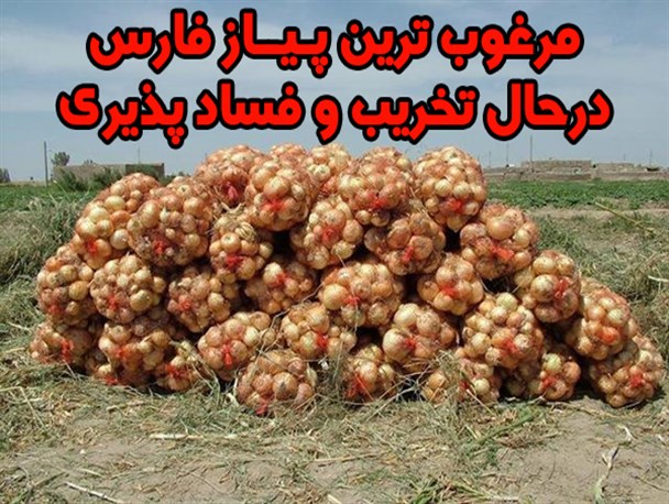 گلایه کشاورزان سپیدانی ازقیمت پائین پیاز
