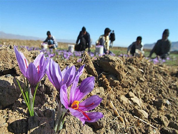پیش بینی برداشت 18 تن زعفران از مزارع کشاورزی خلیل آباد