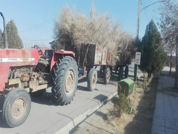 کشف و توقیف قاچاق چوب تاغ در رشتخوار+تصاویر