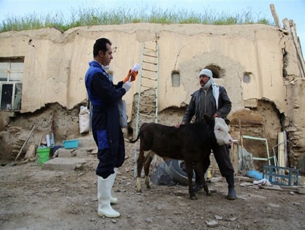 زنگ خطر شیوع بیماری تب برفکی در خلیل‌آباد/ استقبال بسیار ضعیف دامداران از طرح واکسیناسیون