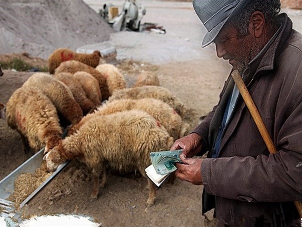 ادامه چالش گله‌داران با ارزانی دام زنده و گرانی گوشت/ اختلاف قیمت ۶۰ هزار تومانی ذبح خانگی دام با قصابی!