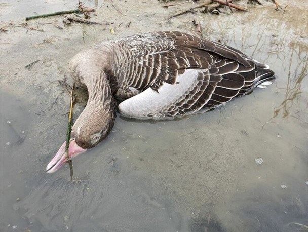 مرگ ۵۲ پرنده در تالاب میقان بر اثر آنفلوانزا/ آنفلوانزای فوق حاد پرندگان جامعه انسانی را تهدید می‌کند
