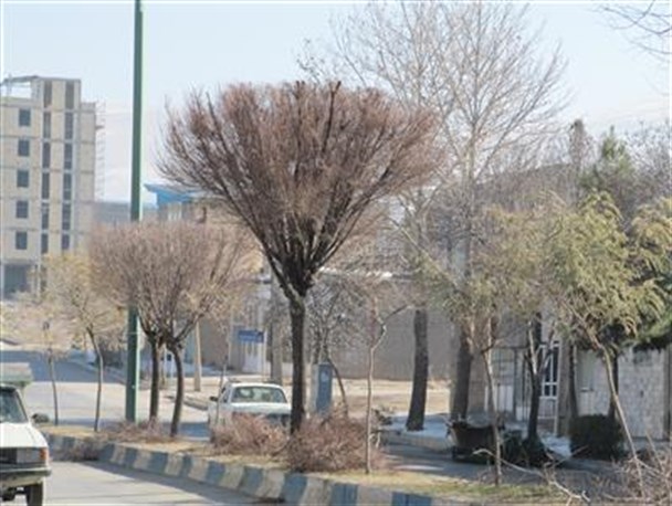 هرس رایگان درختان منازل شهروندان توسط شهرداری نهاوند