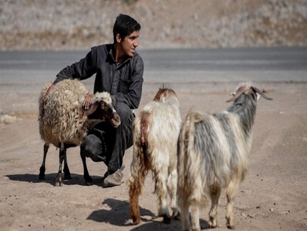 5سال است با کارشناسی به دنبال گرفتن وام برای چوپانی هستم/تحصیلات عالیه به چوپانی ختم می شود؟!