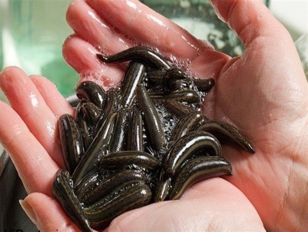 کارگاه آموزشی پرورش زالوی طبی در خنداب