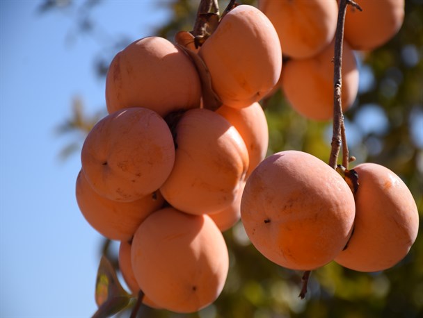 باغات خرمالو در نی ریز+تصاویر