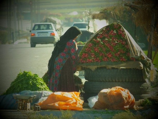کسب روزی حلال با طعم سبزی درگچساران+تصاویر