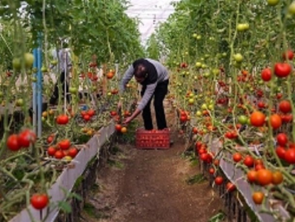 محصولات گلخانه ای پارس آباد به روسیه و آذربایجان صادر می شود