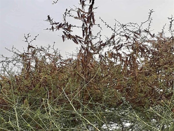 موج سوم ملخ صحرایی وارد سیستان و بلوچستان شد