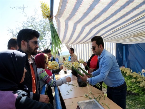 جشنواره ای خوش بو در قلب نرگس زارها+عکس