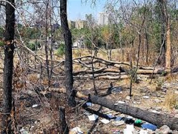 قطع درختان به واسطه بی‌توجهی کمیسیون ماده پنج / شهرداری نظارت بر درآمدها را توجه ویژه کند