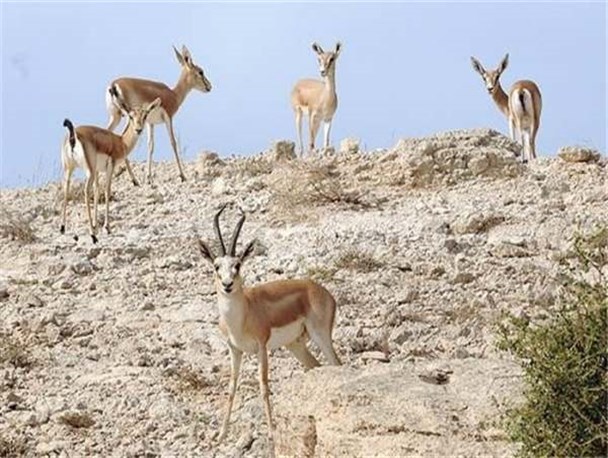 چاه‌های عمیق‌ غیرمجاز، زیست آهوان دشت سهرین زنجان را از بین برده است