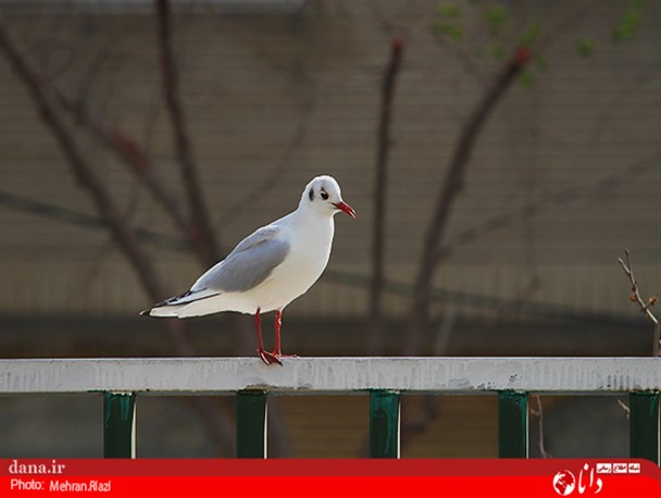 گزارش تصویری/مرغ ماهی خوار در خیابان های تهران