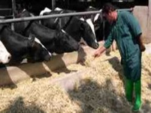 گلایه دامداران فریدنی از گرانی علوفه