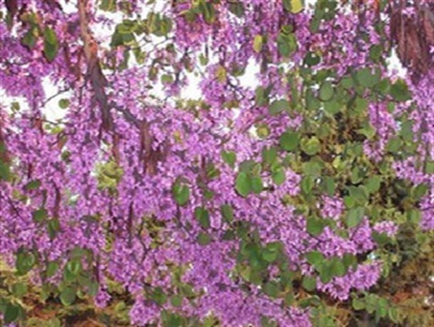 بزداغی مانه و سملقان در خراسان شمالی بهشتی با آویزه های گل ارغوان