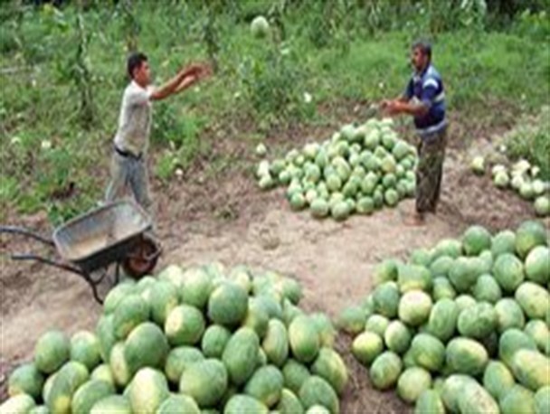عملیات کاشت هندوانه به‌صورت مالچ پلاستیکی در حاجی آباد