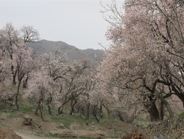 تصاویر زیبای بهاری در زمستان ساوه