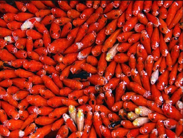 نظارت بر توزیع ۶ میلیون قطعه ماهی قرمز در خراسان رضوی